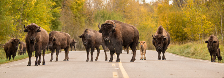 Elk Island Bison